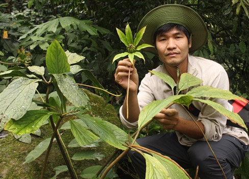 Tác giả bên cây thất diệp nhất chi hoa - thảo dược quý hơn cả nhân sâm.