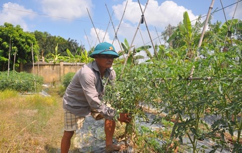 Thiet hai ca chuc ty vi giong ca chua 'ngo' hinh anh
