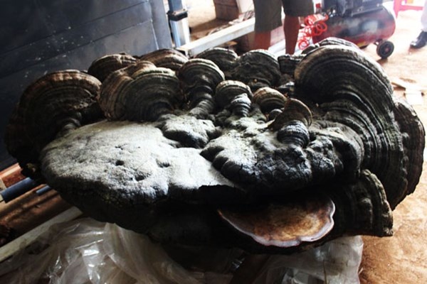 Nam linh chi tien ty 220 kg o Dak Lak trong the nao? hinh anh