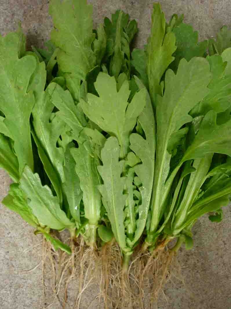 Một số loại rau quả: Trong khi cố gắng để loại bỏ các loại thực phẩm có chứa oxalate từ thịt thì cũng lưu ý một số loại rau quả có thể là “tòng phạm” gây nên sỏi thận. Ví như rau bina được cho là tạo nhiều oxalat nhất.