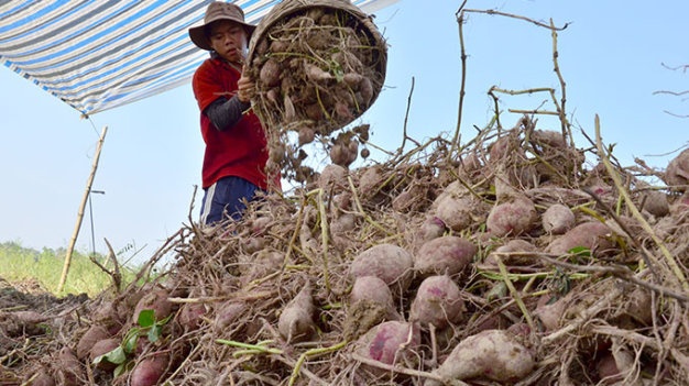Chau Au ra toi hau thu voi hoa qua Viet Nam hinh anh