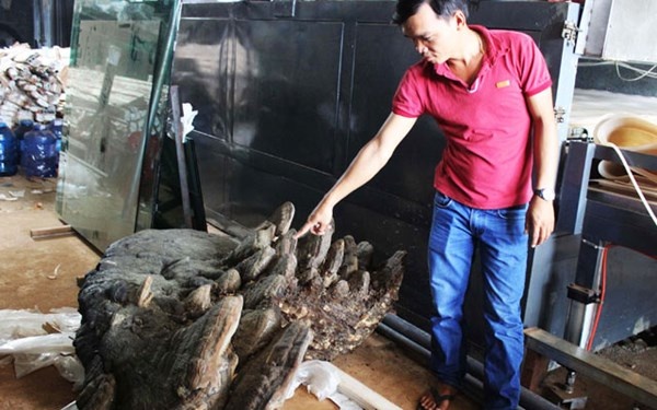 Do tai nấm quá lớn nên anh Đại đã phải thuê xe tải, huy động 8 thanh niên khỏe mạnh đến khai thác nấm. Qua kết quả cân đo, tai nấm nặng đến 2,2 tạ, dài 1,7m, rộng 1,2m, cao 60cm. Bà Lê Thị Ngát, một người làm nghề thuốc nam và cũng là người chuyên mua nấm linh chi khẳng định, tai nấm này ít nhất phải được ngàn năm tuổi.