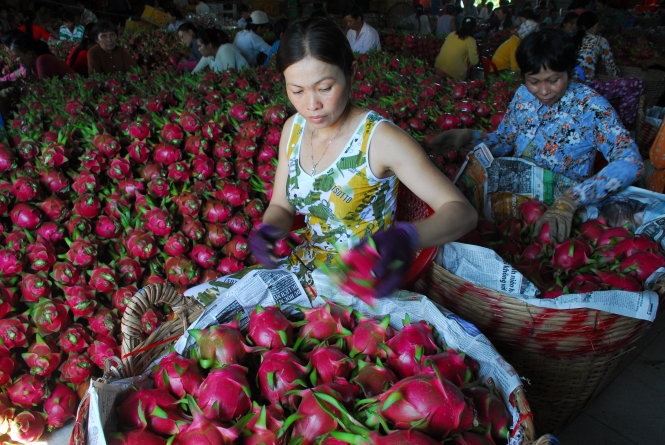 Do vài lô hàng rau, khổ qua của một vài doanh nghiệp làm ăn cẩu thả bị phát hiện nhiễm khuẩn khiến rau quả Việt Nam vạ lây ở thị trường châu Âu. Trong ảnh: chuẩn bị cho thanh long xuất khẩu.