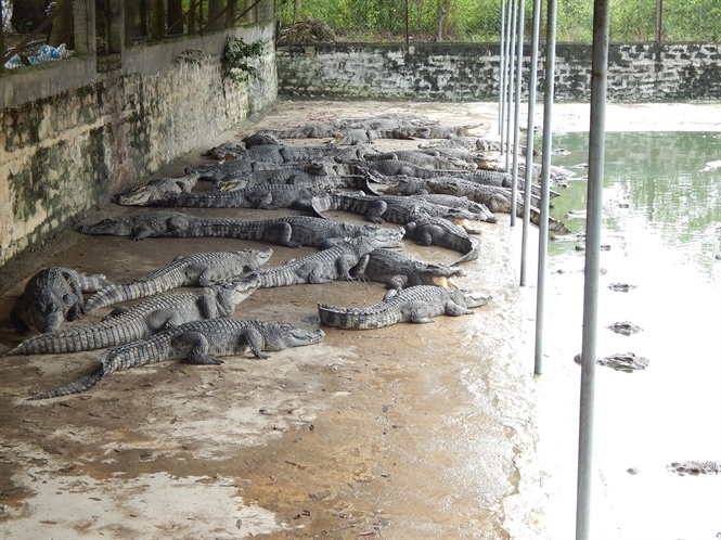 Nuoi ca sau hieu qua cao hinh anh