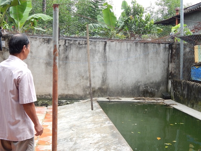 Nông dân huyện Định Quán phát triển nghề nuôi cá sấu nước ngọt.