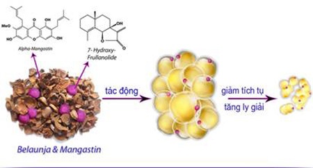 Các hoạt chất sinh học thiên nhiên từ Belaunja và Mangastin có trong LIC giúp giảm tích tụ và tăng ly giải mỡ trắng an toàn, hiệu quả.
