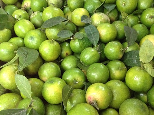 Thu lai lon tu chanh dao hinh anh