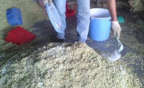 Để sả bằm xanh tươi và không bị hư qua nhiều ngày, người chế biến cho thêm 