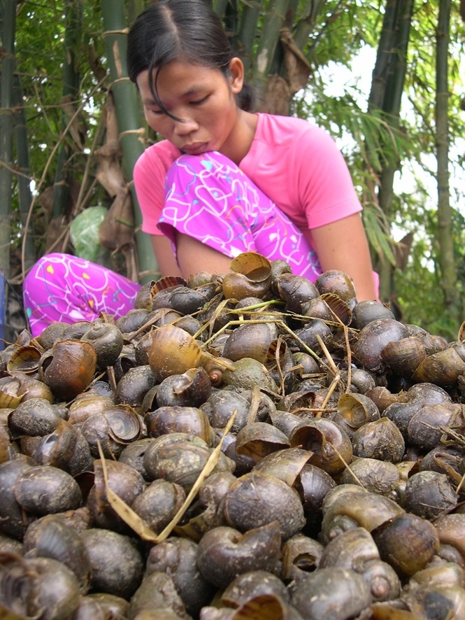 Diệt ốc vừa bảo vệ mùa màng vừa giúp nông dân nghèo có thêm thu nhập.