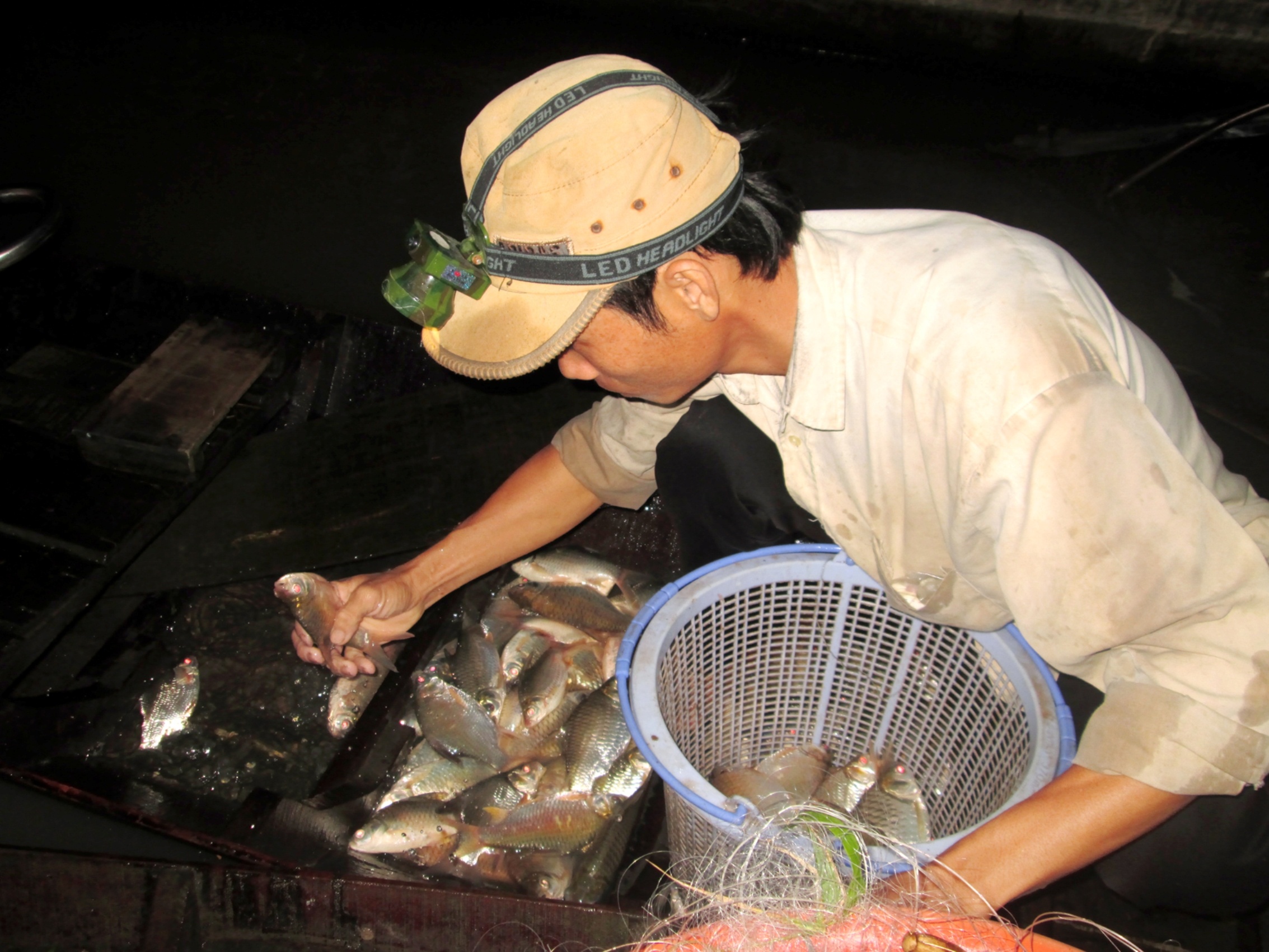 Cho dau moi ca dong hop luc nua dem o mien Tay hinh anh