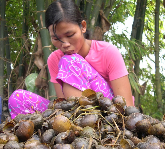 Vi sao nguoi mien Tay do xo di bat oc buou vang? hinh anh