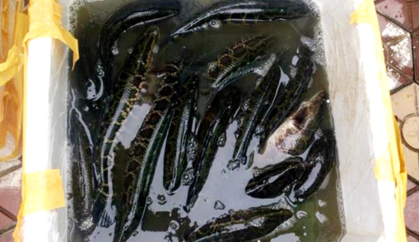 Ca qua nghi la hang Trung Quoc tiem thuoc me do ve cho hinh anh