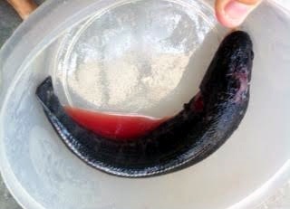 màu cá đen nhẻm, da bóng và vằn vằn như da rắn.