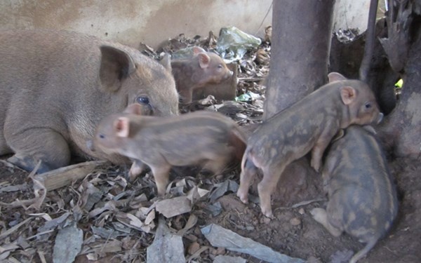 Nuoi lon rung thanh kinh te mui nhon hinh anh