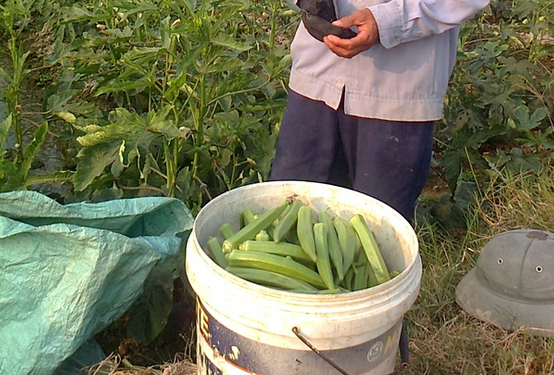 Trong dau bap, lam choi an that hinh anh