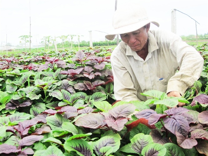 Lao nong 'me' rau VietGAP hinh anh