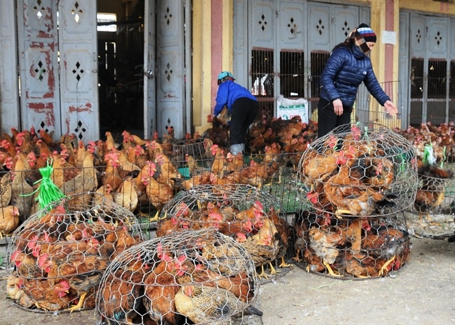 Ga mien Nam ngap tran cho Bac hinh anh