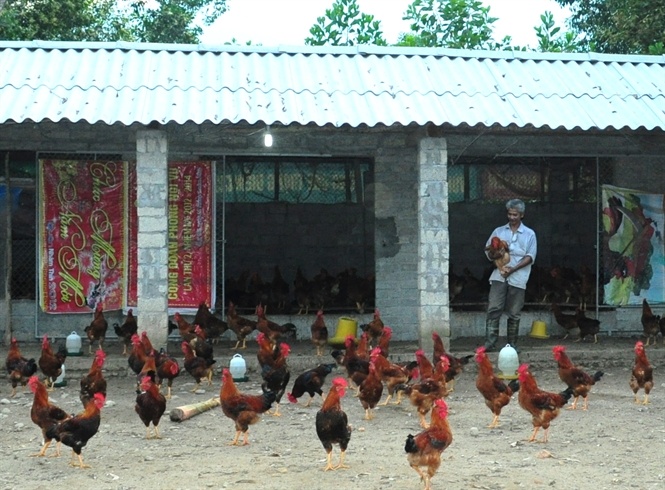 Gà lông màu mất giá do nguồn cung dư thừa?