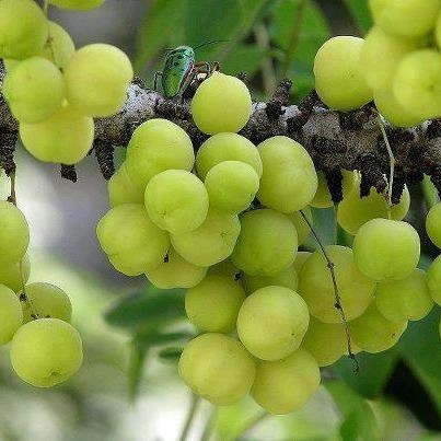 Trái chùm ruột Trái chùm ruột xắt nhỏ, sấy khô trong bóng râm. Sau đó cho vào trong dầu dừa, đun sôi, để nguội. Mỗi lần chuẩn bị gội đầu thì cho hỗn hợp này ngâm với nước, để qua đêm rồi dùng làm nước gội đầu.