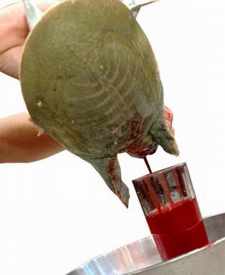 Rượu ngâm huyết ba ba.