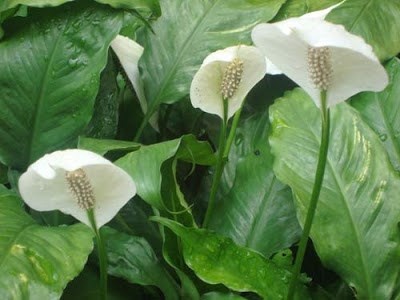 Lan ý có thể lọc được các chất gây ung thư trong không khí. Hình minh họa.