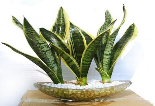 Được mệnh danh là chiếc máy tạo oxy, lưỡi hổ rất thích hợp đặt trong phòng kín. Hình minh họa.