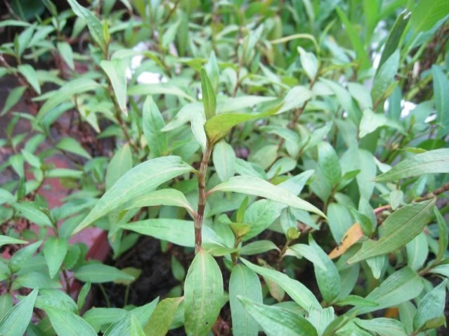 Rau răm: Là một loại rau thơm phổ biến, cũng là loại dược liệu quý, rau răm có tác dụng làm sáng mắt, ích trí, mạnh gân cốt, chữa đau bụng, say nắng… Tuy nhiên bà bầu không nên ăn nhiều rau răm vì dễ gây sẩy thai.