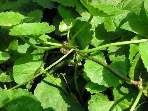 Rau má: Tuy là một thực phẩm tính mát, thanh nhiệt, nhưng rau má thực sự không tốt cho phụ nữ. Phụ nữ sử dụng thực phẩm này lâu ngày có thể giảm khả năng mang thai. Phụ nữ mang thai nên tránh ăn rau má vì có thể khiến bụng bị lạnh, đầy hơi, nguy hiểm hơn là dẫn tới sẩy thai.