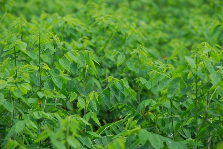 Rau ngót: Rau ngót có tính lạnh, vị ngọt có công dụng thanh nhiệt, giải độc, bổ máu, nhuận tràng… Tuy nhiên trong rau ngót có chứa Papaverin là một chất được tìm thấy trong cây thuốc phiện, có tác dụng giãn cơ trơn của mạch máu để giảm đau, hạ huyết áp. Nếu sử dụng một lượng rau ngót tươi hơn 30mg thì có thể gây co thắt tử cung và dễ dẫn đến sảy thai. Dược thư Việt Nam 2002 ghi rõ khuyến cáo: “Không dùng papaverin cho người có thai”.