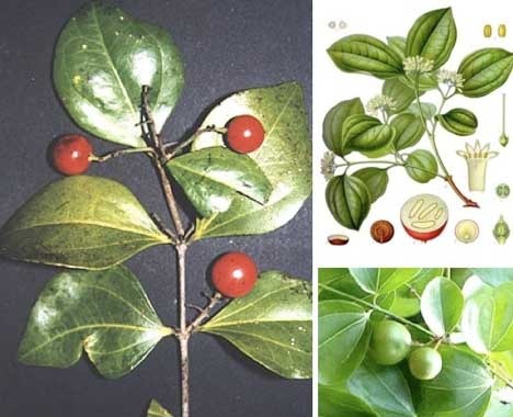 Khi vào cơ thể, trong vòng vài phút các cơ bắp bắt đầu co giật, cơ thể cảm thấy buồn nôn và nôn áp đảo. Sau đó, nạn nhân sẽ bị ngạt thở.