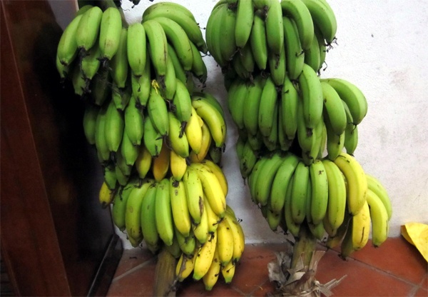 Me Ha Noi thuc khuya day som san rau qua sach cho con hinh anh