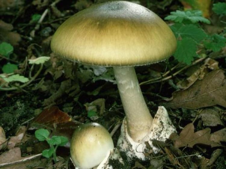 Độc tố này ức chế tổng hợp protein của tế bào do tương tác với polymerase của RNA. Amatoxin được hấp thu ở ruột và gây chết các tế bào ruột sau 6 đến 24 giờ. Amatoxin được hấp thu ở gan và thận gây viêm và hoại tử tế bào gan nặng, suy thận.