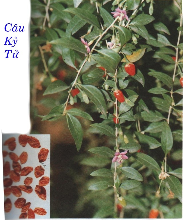 Kỷ tử (quả chín khô của cây câu kỷ) và đậu đen là hai vị trong bài rượu bổ khí huyết giúp làm đẹp da, đen tóc.