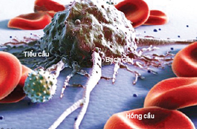 Về vấn đề này, ThS.BS Nguyễn Thị Minh Hương, trưởng khoa dinh dưỡng Bệnh viện Ung bướu Hà Nội từng cho biết, chưa có bất cứ bằng chứng thuyết phục nào chỉ ra trứng vịt lộn góp phần thúc đẩy tế bào ung thư phát triển.