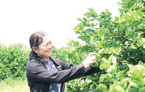 Nu tuong chanh khong hat o mien Tay hinh anh