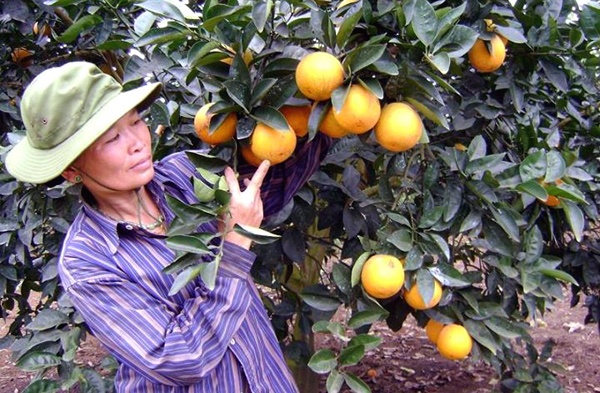 Cam Vinh: Chua chinh vu, Ha Noi da loan hang gia hinh anh