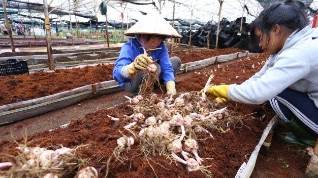 Nguy co 'vo cho' hoa Tet hinh anh
