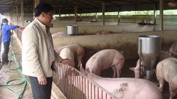 Nuoc thai tu chuong heo phai uong duoc? hinh anh