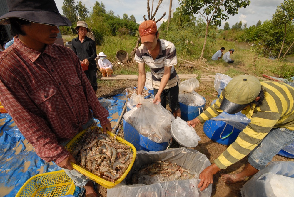 Nguoi mien Tay lo lo von vi gia tom con 1.000 dong/con hinh anh