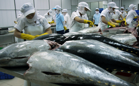 Từ nay tới cuối năm, các DN sẽ phải tăng cường NK nguyên liệu cá ngừ để phục vụ XK.
