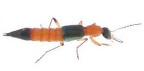 Gia tang so tre bi kien 3 khoang dot hinh anh