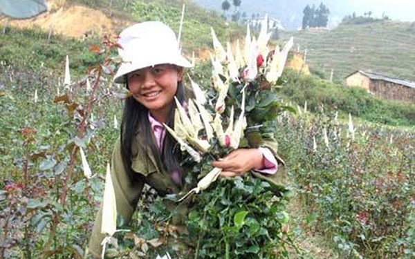 Lam giau tu viec mang hoa hong len trong o vung bien gioi hinh anh