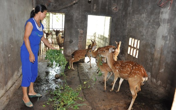 Chan lam ruong, chuyen nuoi huou thu hang tram trieu dong hinh anh