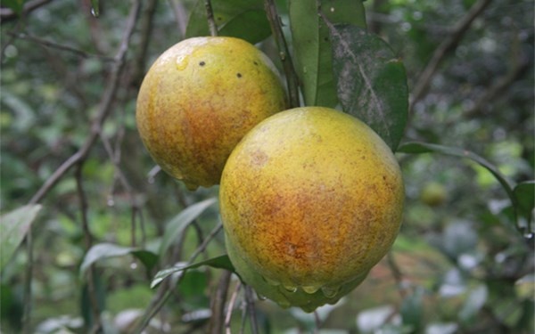 Cach phan biet cam vang Cao Phong voi cam Trung Quoc hinh anh