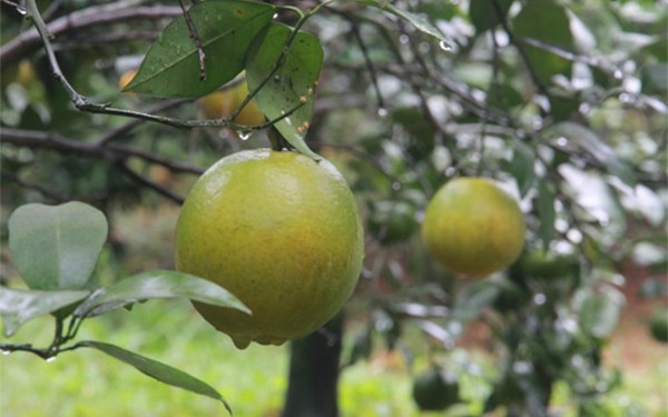 Ông Tạ Đình Đào, khu 5B thị trấn Cao Phong cho biết, để nhận biết cam Cao Phong có rất nhiều cách như phân biệt bằng màu sắc, hình dáng quả, hoặc có thể bóc quả ra thử. Nếu vỏ cam vàng nhẵn, ăn ngọt sắc, núm quả có vòi, đích thị không phải cam Cao Phong.