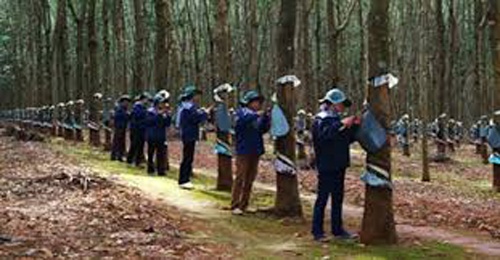 Cong ty 'san sau' cua lanh dao VRG thua lo hang tram ty dong hinh anh