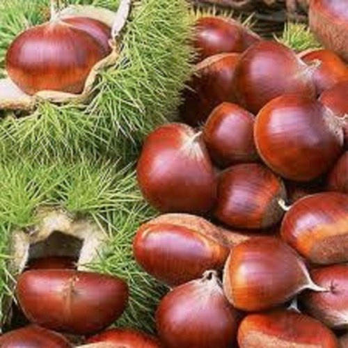 Hạt dẻ: Là loại hạt rất giàu chất xơ, các vitamin nhóm A, B, C, mangan… là những chất chống oxy hóa, có khả năng loại bỏ gốc tự do trong cơ thể để giảm nguy cơ mắc bệnh ung thư. Ngoài ra còn có nhiều Kali-là một chất tốt cho tim mạch. Hạt dẻ cũng rất giàu folate, cứ 100 gam hạt dẻ cung cấp 62 mg folate (51,5% lượng folate cơ thể cần mỗi ngày). Bởi vậy, bà bầu nên ăn nhiều hạt dẻ do folate và axit folic rất cần thiết cho sự hình thành các tế bào máu đỏ, giúp ngăn ngừa khuyết tật ống thần kinh ở thai nhi.