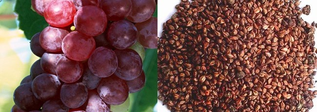 Hạt nho: Nhiều nước trên thế giới như Ý, Tây Ban Nha… quan niệm nho là một loại quả may mắn. Họ thường ăn nho hoặc hạt nho ngày đầu năm để lấy may. Theo các chuyên gia dinh dưỡng, cứ trong 100 gam nho có 71 calori, 10-12 gam đường glucose và levolose loại dễ hấp thu, 11 gam vitamin C, kali, vitamin E, các chất chống oxy hóa… Ăn hạt nho có thể giúp bạn giảm 39-56% nguy cơ mắc bệnh tim mạch, cải thiện chứng bất lực, phòng ngừa tăng huyết áp, tiểu đường, mau lành vết thương. Cạnh đó còn giúp làm chậm quá trình lão hóa của cơ thể, hỗ trợ ngăn ngừa bệnh ung thư.