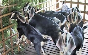 Tu nguoi lam thue tro thanh ong chu trieu phu hinh anh