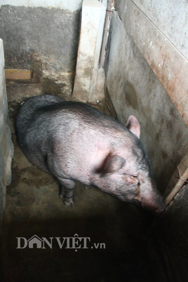 Một chú lợn chuẩn bị đến ngày thịt được đưa lên cao trên tầng 7. Ông Tiến cho biết, phân của gia súc, gia cầm còn quý hơn thịt. Bởi nhờ phân lợn, phân gà ông đem ủ một thời gian nhất định rồi mới mang ra bón cho rau.